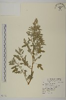 藜、灰藜藏品圖，第1張