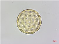 藜、灰藜藏品圖，第2張