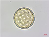 藜、灰藜藏品圖，第3張