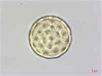 藜、灰藜藏品圖，第4張