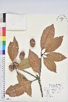 櫟子椆藏品圖，第1張