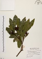 大頭茶藏品圖，第1張