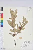 雷公青剛藏品圖，第1張