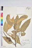 登錄號:S091197藏品圖，第1張