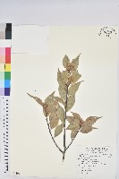 海南白椎藏品圖，第1張