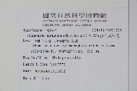 海南叉柱花藏品圖，第2張