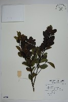 登錄號:S091266藏品圖，第1張