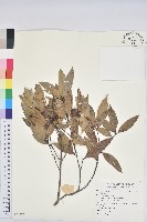 登錄號:S091272藏品圖，第1張