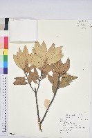 登錄號:S091276藏品圖，第1張