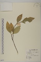 隱脈假衛矛藏品圖，第1張