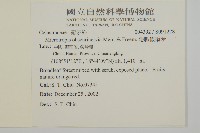 隱脈假衛矛藏品圖，第2張