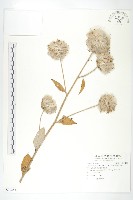 臺灣青木香藏品圖，第1張