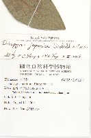 山柿, 山豆柿藏品圖，第2張