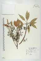 薯豆藏品圖，第1張