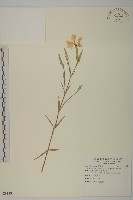 玉山石竹藏品圖，第1張