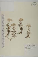 玉山抱莖籟簫藏品圖，第1張