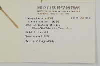 狗筋蔓藏品圖，第2張