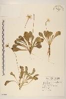 福山氏飛蓬藏品圖，第1張