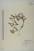 玉山抱莖籟簫藏品圖，第1張