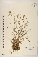 細葉鼠麴草藏品圖，第1張