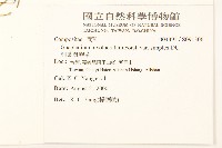 細葉鼠麴草藏品圖，第2張