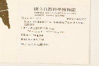 塔山澤蘭藏品圖，第2張