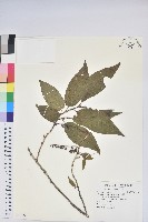 南燭藏品圖，第1張