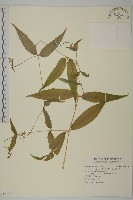 亞毛無心菜藏品圖，第1張