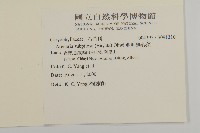 亞毛無心菜藏品圖，第2張