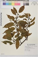 桶鉤藤藏品圖，第1張