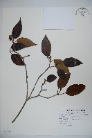 高山莢迷藏品圖，第1張