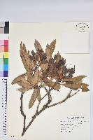 臺灣杜鵑藏品圖，第1張