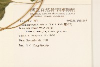 蔓澤蘭藏品圖，第2張