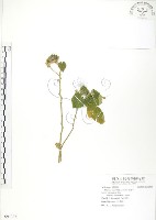 冬葵子藏品圖，第1張