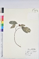 粗糠柴藏品圖，第3張