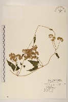 蔓澤蘭藏品圖，第1張