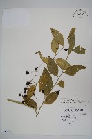 毛瓣蝴蝶木藏品圖，第1張