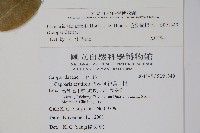 毛瓣蝴蝶木藏品圖，第2張