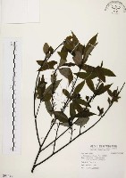 山胡椒藏品圖，第1張