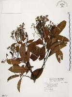 香楠藏品圖，第1張