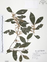 台灣山桂花藏品圖，第1張