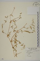 玉山卷耳藏品圖，第1張