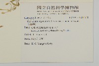 玉山卷耳藏品圖，第2張