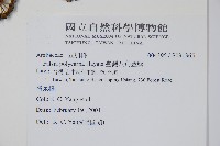 臺灣八角金盤藏品圖，第2張