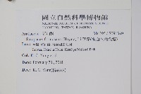 華參、裡白八角金盤藏品圖，第2張