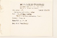 小米菊藏品圖，第2張