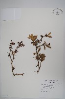 臺灣小蘗藏品圖，第1張