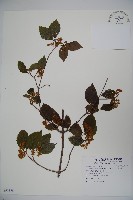 紅子莢迷藏品圖，第1張