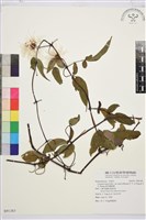 森氏鐵線蓮藏品圖，第2張