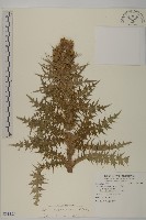 阿里山薊藏品圖，第1張